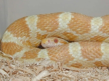Male Butter 01