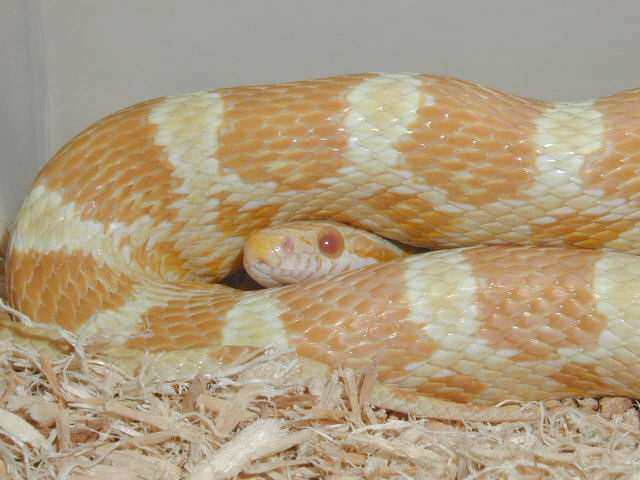 Male Butter 01