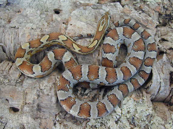Caramel Female 01
