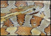 Caramel corn female