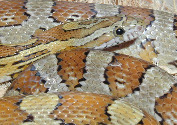 Caramel corn female