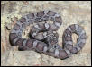 Charcoal corn hatchling