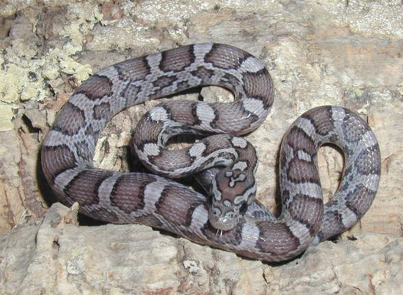 Charcoal corn hatchling