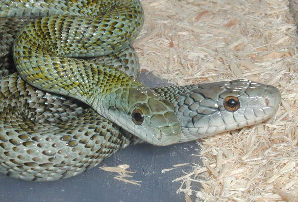 E. climacophora, breeding