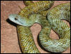 E. climacophora, male