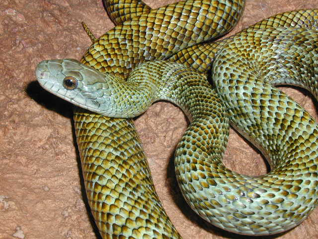 E. climacophora, male
