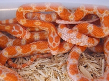 Creamsicle x Sunglow