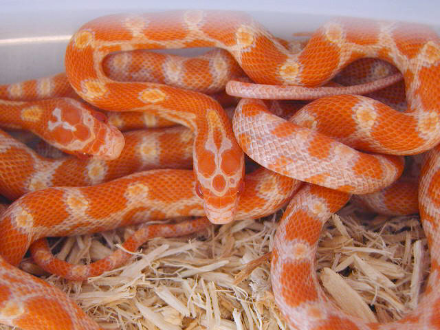Creamsicle x Sunglow