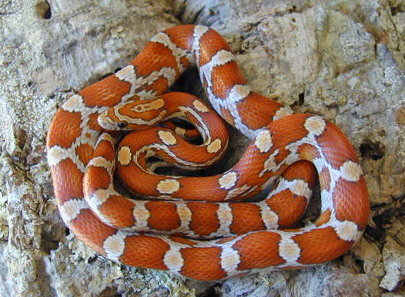 Crimson female 01