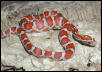 Crimson corn hatchling