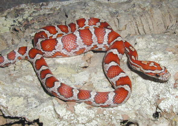 Crimson corn hatchling