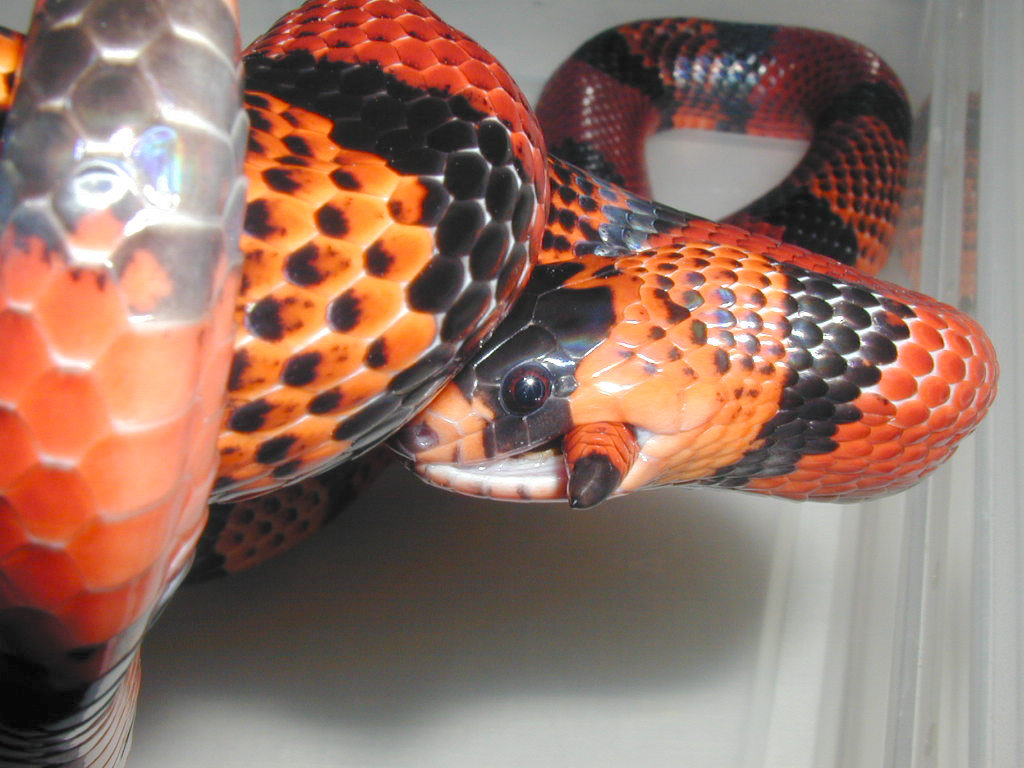 Honduran eating tail