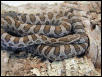 E. g. emoryi female