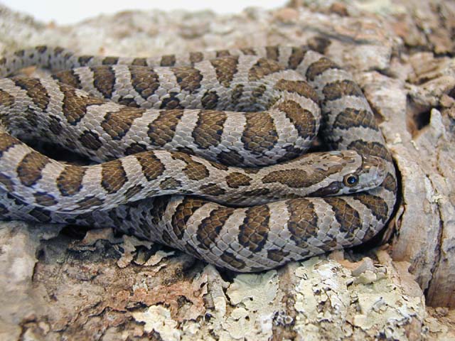 E. g. emoryi female