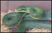 Elaphe frenata