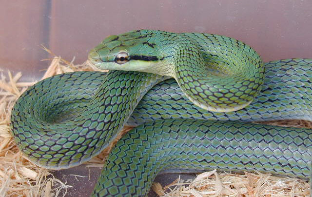 Elaphe frenata