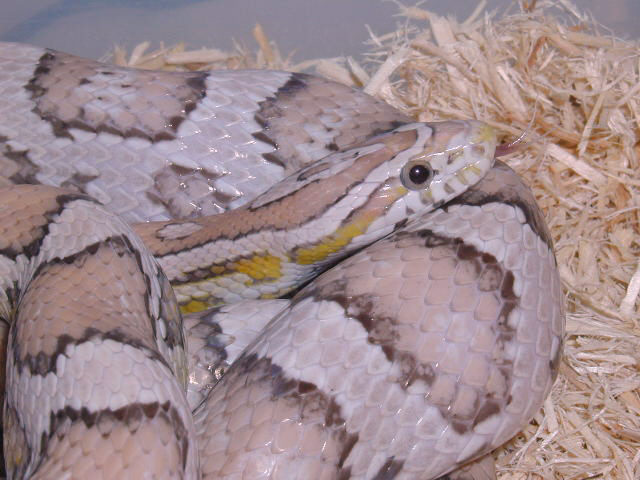 Ghost corn