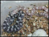 Ghost corn clutch