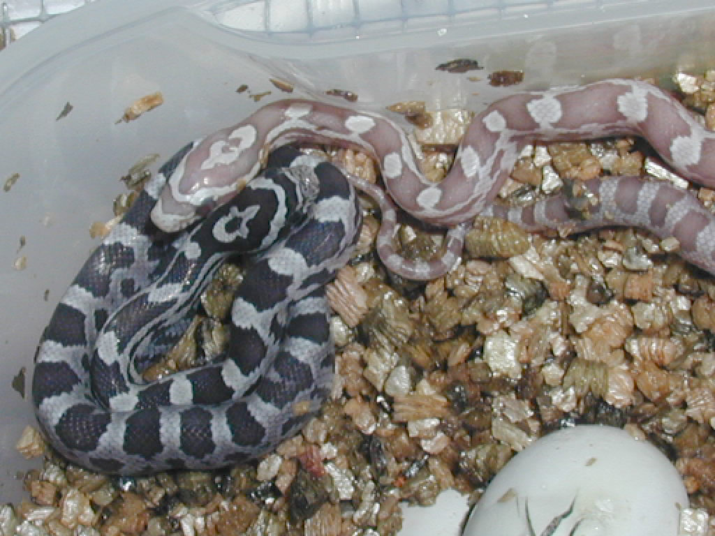 Ghost corn clutch