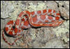 Hypo corn hatchling