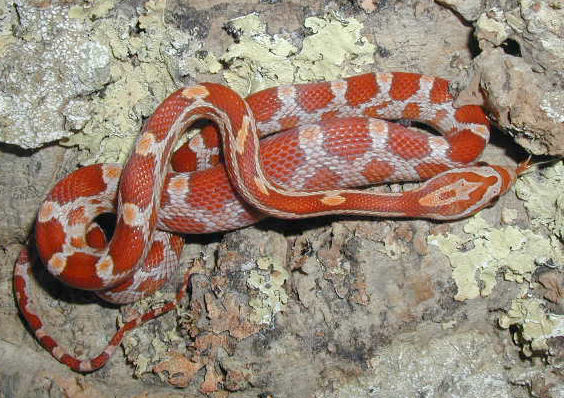 Hypo corn hatchling