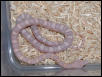 Hypo Lavender corn