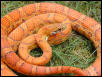 Hypo Okeetee