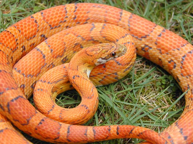 Hypo Okeetee
