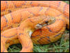 Hypo Okeetee