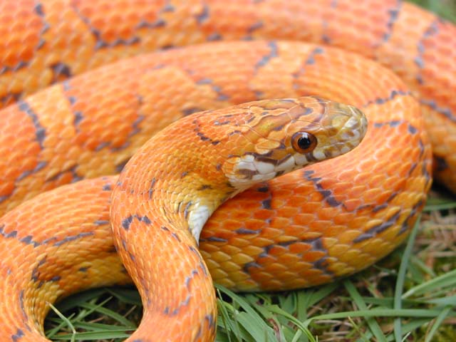 Hypo Okeetee