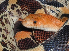 Female P. d. jani