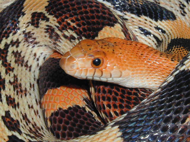 Female P. d. jani