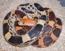 Female P. d. jani
