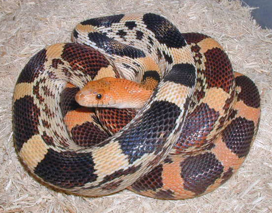 Female P. d. jani