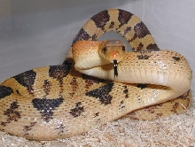 Male P. d. jani yearling