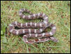 Kisatchie Corn Female 01