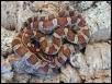 Kisatchie Corn Male 01