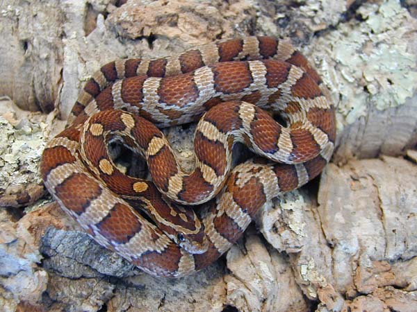 Kisatchie Corn Male 01