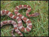 Kisatchie male