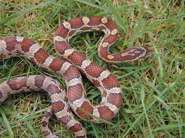 Kisatchie male