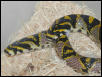E. mandarina breeding
