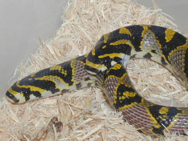 E. mandarina breeding