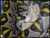 E. mandarina, egg-laying