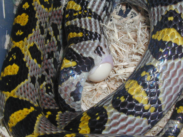 E. mandarina, egg-laying