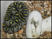 E. mandarina hatching
