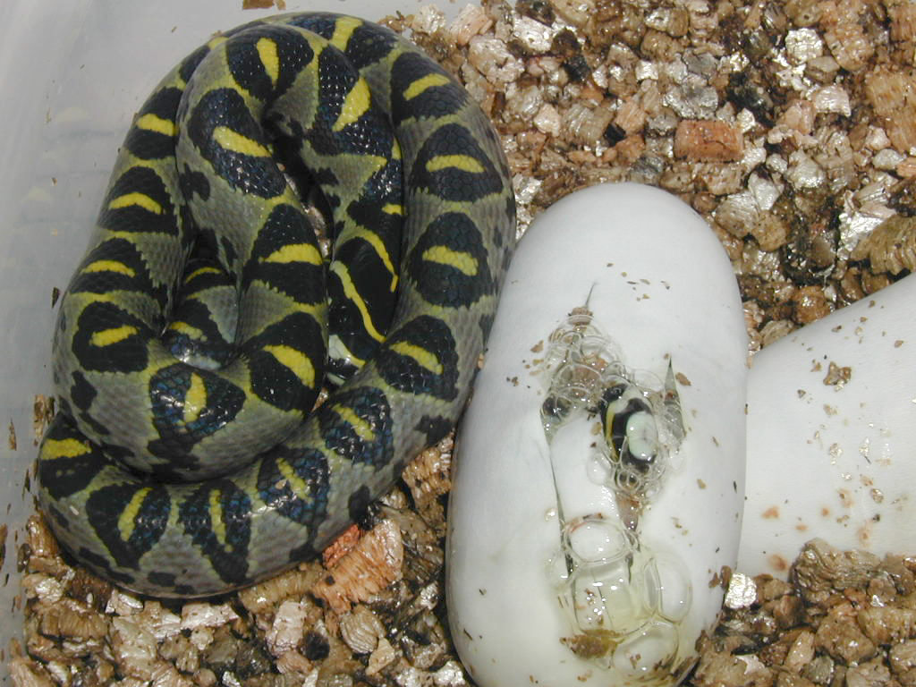 E. mandarina hatching