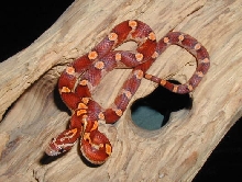 Motley banded corn
