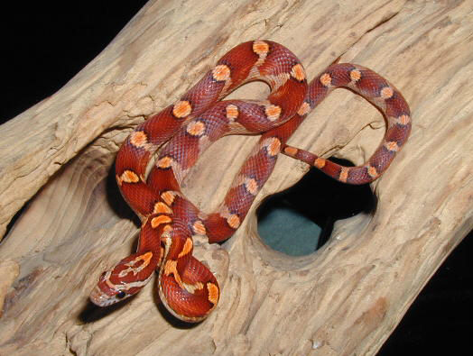 Motley banded corn