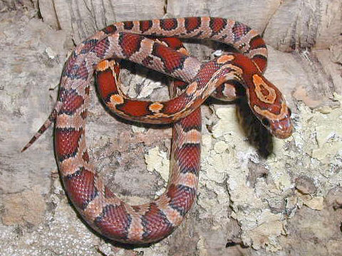 Normal Corn Hatchling