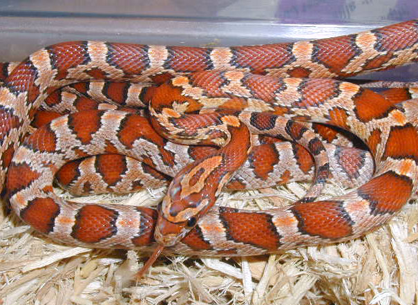 Normal Corns